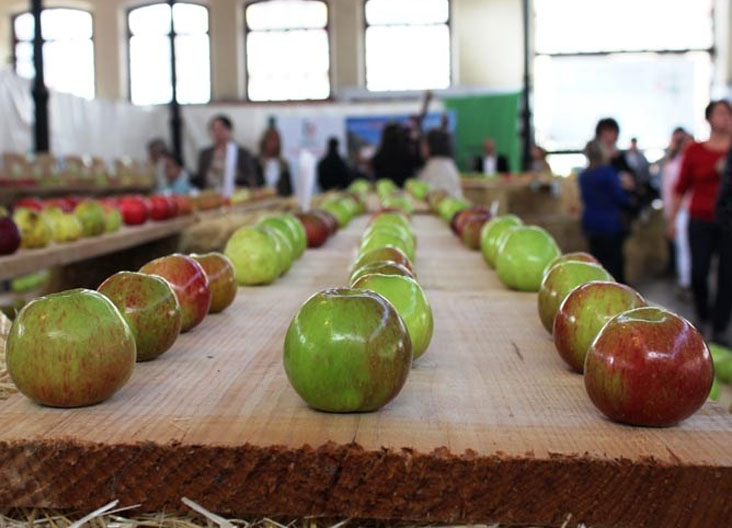 Historia del festival de la manzana en Villaviciosa (Asturias) II