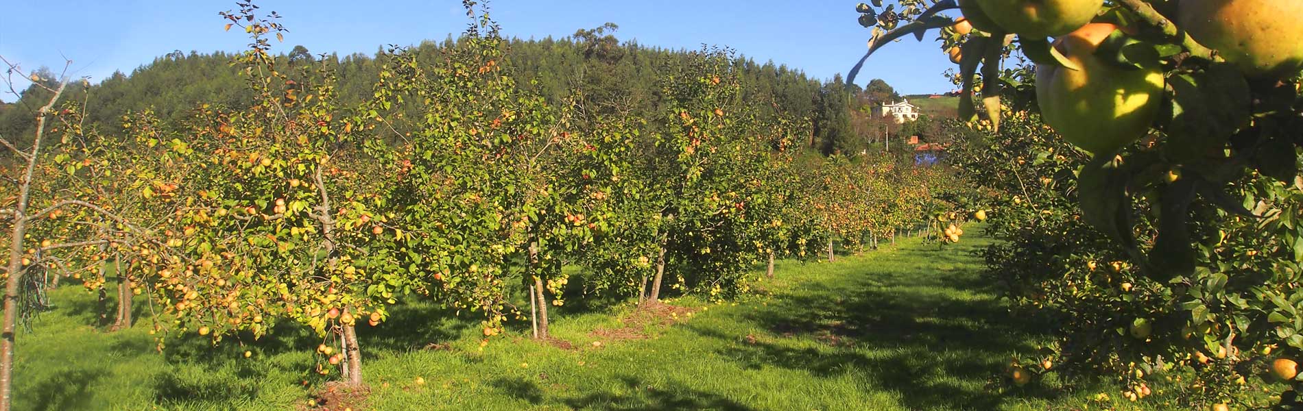 Capital manzanera de Espa�a - Villaviciosa - Asturias